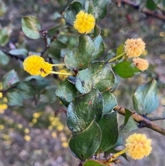 Acacia sp. at Amelup, WA - 22 Sep 2023 by NedJohnston