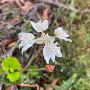 Xanthosia rotundifolia at Stirling Range National Park, WA - 23 Sep 2023 08:07 AM