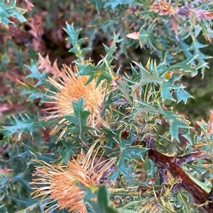 Banksia sessilis at Stirling Range National Park, WA - 23 Sep 2023 08:09 AM