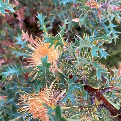 Banksia sp. at Stirling Range National Park, WA - 23 Sep 2023 by NedJohnston