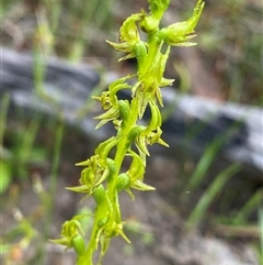 Prasophyllum gracile at Stirling Range National Park, WA - 23 Sep 2023 by NedJohnston