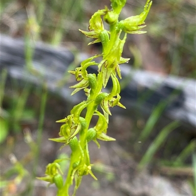 Prasophyllum gracile at Stirling Range National Park, WA - 23 Sep 2023 by NedJohnston