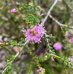 Unidentified Plant at Stirling Range National Park, WA - 23 Sep 2023 by NedJohnston