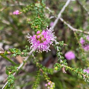Kunzea recurva at Stirling Range National Park, WA - 23 Sep 2023 09:38 AM
