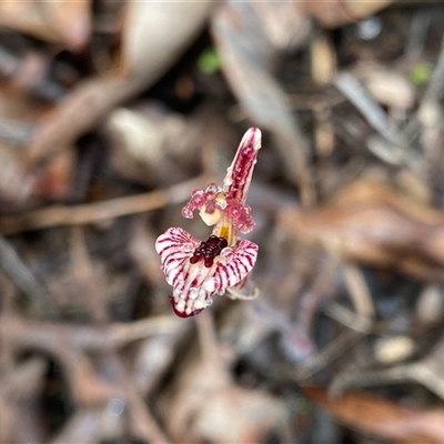 Caladenia cairnsiana (Zebra Orchid) at Stirling Range National Park, WA - 23 Sep 2023 by NedJohnston