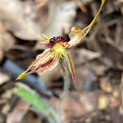 Caladenia plicata (Crab-lipped Spider Orchid) at Stirling Range National Park, WA - 23 Sep 2023 by NedJohnston