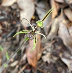 Caladenia barbarossa (Dragon Orchid) at Stirling Range National Park, WA - 23 Sep 2023 by NedJohnston