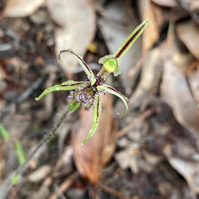 Caladenia barbarossa (Dragon Orchid) at Stirling Range National Park, WA - 23 Sep 2023 by NedJohnston