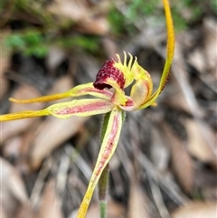 Caladenia sp. at Stirling Range National Park, WA - 23 Sep 2023 by NedJohnston