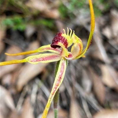 Caladenia sp. at Stirling Range National Park, WA - 23 Sep 2023 by NedJohnston