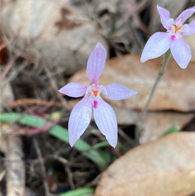 Caladenia latifolia (Pink Fairies) at Stirling Range National Park, WA - 23 Sep 2023 by NedJohnston