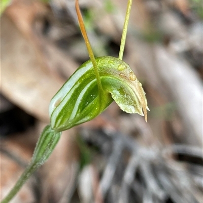 Pterostylidinae (greenhood alliance) at Stirling Range National Park, WA - 23 Sep 2023 by NedJohnston