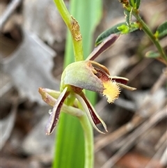 Lyperanthus serratus (Rattle Beaks) at Stirling Range National Park, WA - 23 Sep 2023 by NedJohnston