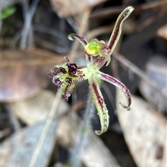 Caladenia barbarossa (Dragon Orchid) at Stirling Range National Park, WA - 23 Sep 2023 by NedJohnston