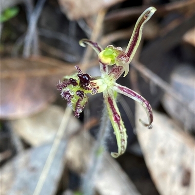 Caladenia barbarossa (Dragon Orchid) at Stirling Range National Park, WA - 23 Sep 2023 by NedJohnston