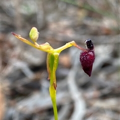 Drakaea glyptodon (King-in-his-carriage) at Stirling Range National Park, WA - 23 Sep 2023 by NedJohnston