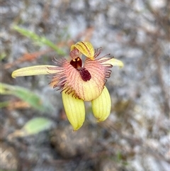 Caladenia discoidea (Dancing Spider Orchid) by NedJohnston