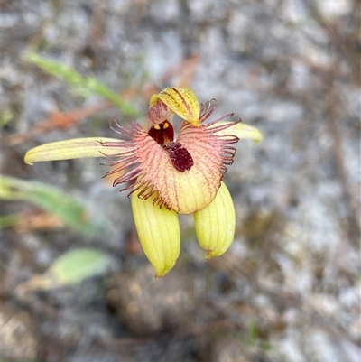 Caladenia discoidea (Dancing Spider Orchid) by NedJohnston