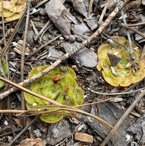 Drosera zonaria at Flynn, WA - suppressed