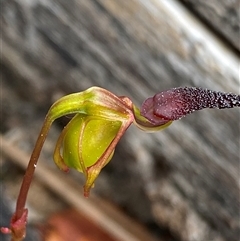 Unidentified Orchid by NedJohnston