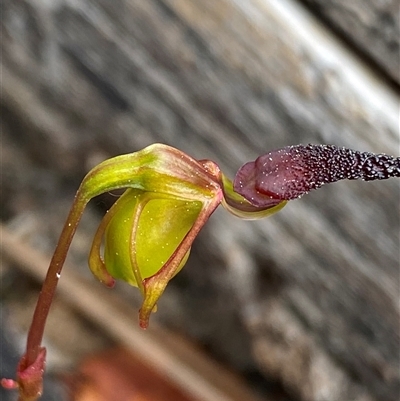 Unidentified Orchid by NedJohnston