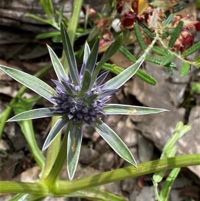 Eryngium sp. by NedJohnston