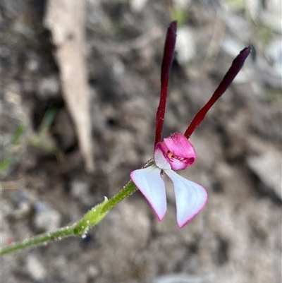 Leptoceras menziesii (Rabbit Orchid) at Mount Observation, WA - 24 Sep 2023 by NedJohnston