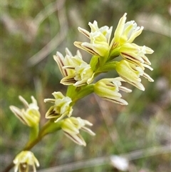 Prasophyllum cyphochilum (Pouched Leek Orchid) at Mount Observation, WA - 24 Sep 2023 by NedJohnston