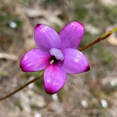 Elythranthera brunonis (Purple Enamel Orchid) at Mount Observation, WA - 24 Sep 2023 by NedJohnston