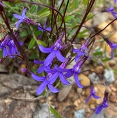 Lobelia sp. by NedJohnston