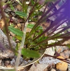 Lobelia rhombifolia at Flynn, WA - suppressed