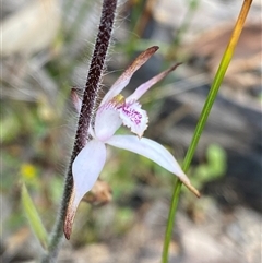 Caladenia hirta (Sugar Candy Orchid) at Flynn, WA - 24 Sep 2023 by NedJohnston