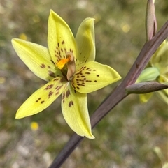 Thelymitra villosa (Custard Sun Orchid) at Flynn, WA - 24 Sep 2023 by NedJohnston