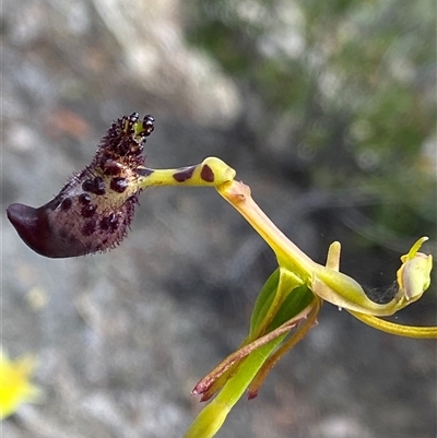 Drakaea livida (Warty Hammer Orchid) at Flynn, WA by NedJohnston