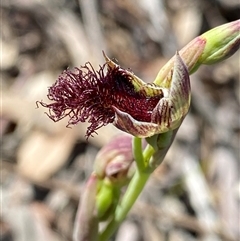 Calochilus sp. by NedJohnston