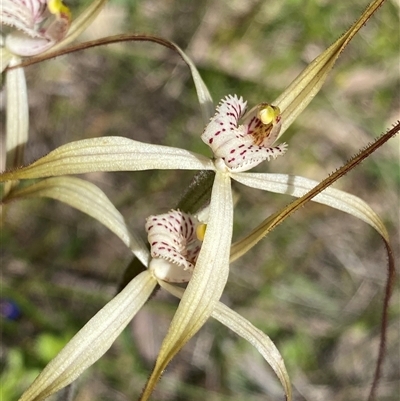 Caladenia varians (Common Spider Orchid) at Flynn, WA - 24 Sep 2023 by NedJohnston