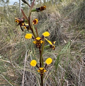 Diuris pardina at Hackett, ACT - suppressed