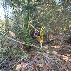 Caleana major (Large Duck Orchid) at Woorim, QLD - 22 Sep 2024 by KazzaC