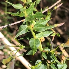 Daviesia umbellulata at Kungala, NSW - 22 Sep 2024 by donnanchris