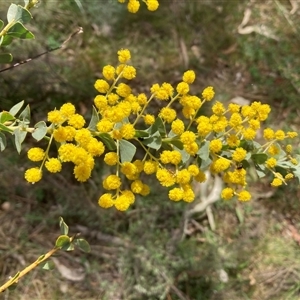 Acacia cultriformis at Pialligo, ACT - 22 Sep 2024 11:37 AM