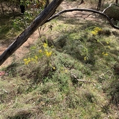 Acacia cultriformis at Pialligo, ACT - 22 Sep 2024 11:37 AM