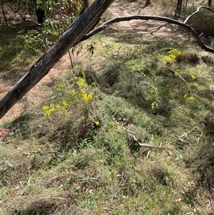 Acacia cultriformis at Pialligo, ACT - 22 Sep 2024 11:37 AM