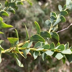 Acacia cultriformis at Pialligo, ACT - 22 Sep 2024 11:37 AM