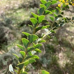 Acacia cultriformis at Pialligo, ACT - 22 Sep 2024 11:37 AM