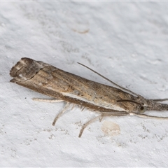 Ptochostola microphaeellus (A Crambid moth) at Melba, ACT - 20 Sep 2024 by kasiaaus