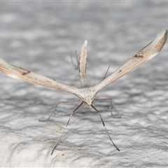 Platyptilia celidotus at Melba, ACT - 20 Sep 2024 10:06 PM