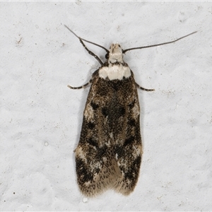 Endrosis sarcitrella at Melba, ACT - 21 Sep 2024 07:43 PM