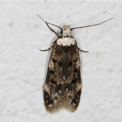 Endrosis sarcitrella (White-shouldered House Moth) at Melba, ACT - 21 Sep 2024 by kasiaaus