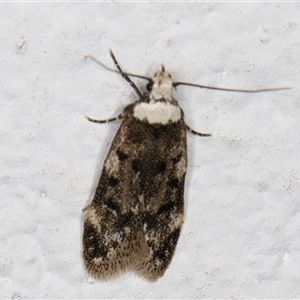 Endrosis sarcitrella at Melba, ACT - 21 Sep 2024 07:43 PM