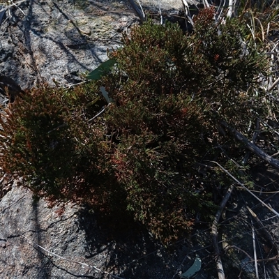 Dillwynia sericea (Egg And Bacon Peas) at Cooma, NSW - 22 Sep 2024 by mahargiani